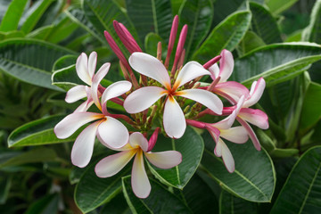 Pink plumeria and white plumeria flowers bouquet with green leaf blooming on plant,frangipani tropical flower,temple tree ,decorate home or spa or garden