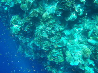 Fototapeta na wymiar shoal of coral fish