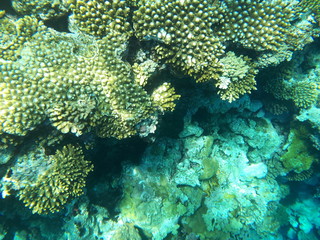 Fototapeta na wymiar red sea coral reef