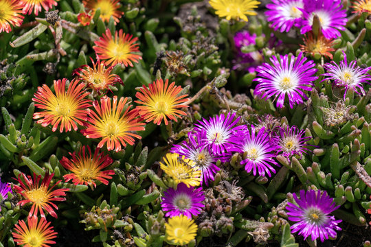 Orange and purple blooming  ice plants (Delosperma cooperi)