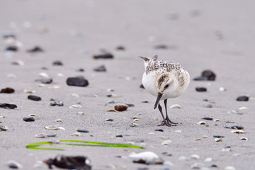 Sanderling an der Ostsee