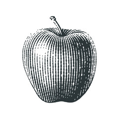 Apple. Hand drawn engraving style illustrations.