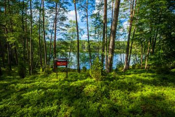 Zielony las jezioro sosny wakacje przyroda - obrazy, fototapety, plakaty