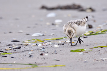 Sanderling an der Ostsee