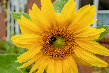 Sonnenblume mit Hummel