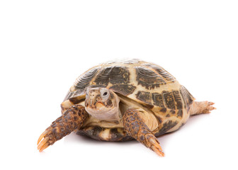 Obraz premium Turtle close up. Tortoise isolate on white background.