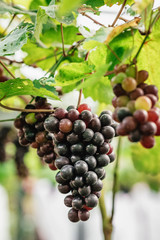 Fine bunch of fresh blue grapes