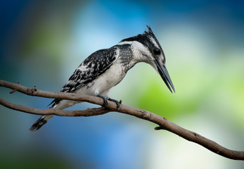 Pied kingfisher