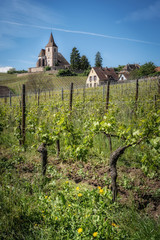 Fototapeta na wymiar Magnificent Hunawihr village in Alsace, France, its grandiose vineyards and Saint-Jacques-le-Majeur church (route des vins d'Alsace)