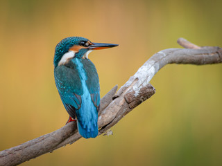 kingfisher