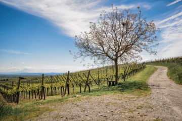 Fototapeta premium Magnificent Hunawihr village in Alsace, France, its grandiose vineyards (route des vins d'Alsace) Lonely tree on the wine route
