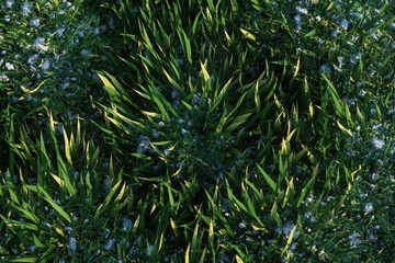 green grass in the morning