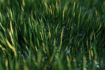 green grass in the morning