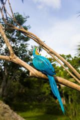 Blue and yellow macaw