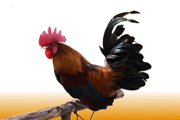 rooster isolated on white background