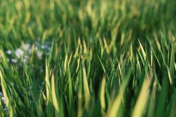 green grass in the morning