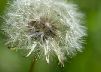 Fototapeta premium Macro photo of dandelion flower. Summer meadow. Close up.