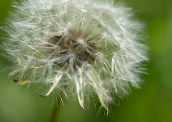 Fototapete Macro photo of dandelion flower. Summer meadow. Close up. © helen_f