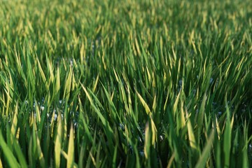 green grass in the morning