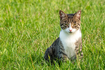 Naklejka na ściany i meble Cat sitting in a grass