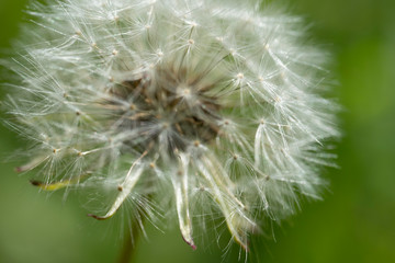 Macro photo of dandelion flower. Summer meadow. Close up.