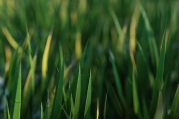Fototapeta na wymiar green grass in the morning
