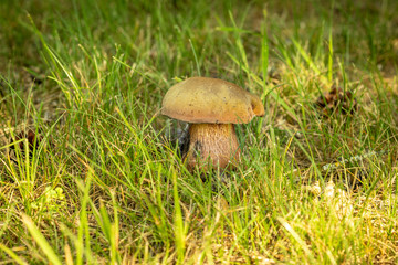 Edible forest mushroom in the grass