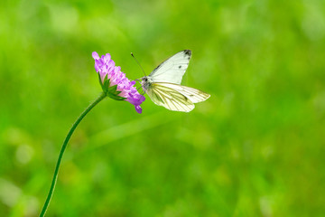 White butterfly on a purple flower