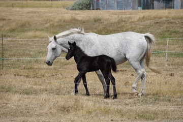 Obraz na płótnie Canvas white horse and black foal