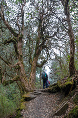 Obraz premium Annapurna Base Camp Trekking. The spectacular trekking trails in Nepal