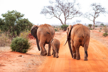 Fototapeta na wymiar elefanti genitori a passeggio con il poccolo