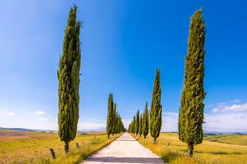 Italian cypress trees alley and a white road to farmhouse in rural landscape. Italian countryside...
