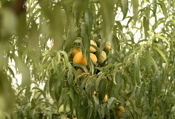 Peach fruits among the leaves of the tree