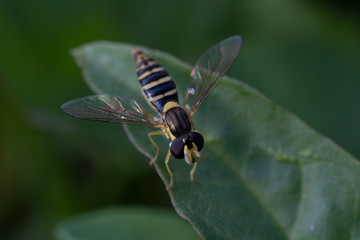 Hoverfly, flower fly or syrphid flies Macro photo of insect family Syrphidae