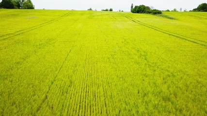 fast flight over a yellow crops field in a rural area