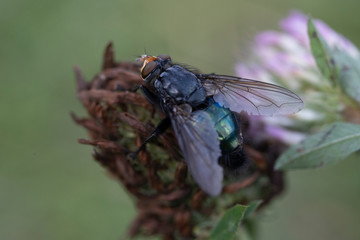Macro photo of insect. Black fly on summer meadow.