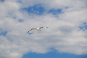 Seagull flying against cloudy sky. Copy space.