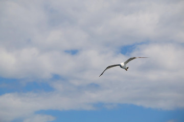 Seagull flying against cloudy sky. Copy space.