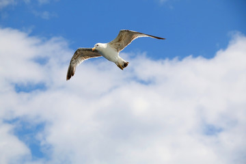 Seagull flying against cloudy sky. Copy space.