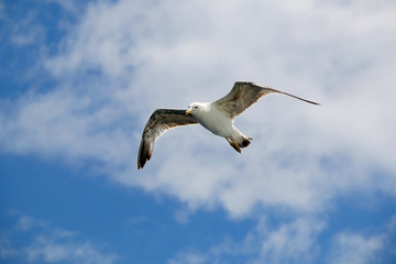 Seagull flying against cloudy sky. Copy space.