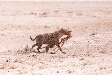 Obraz na płótnie Canvas Hyena with hunted Springbok in Etosha National Park, Namibia