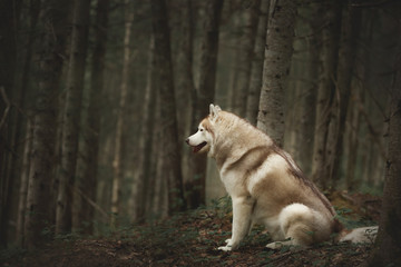 Free and beautiful dog breed siberian husky with tonque hanging out sitting in the green mysterious forest.