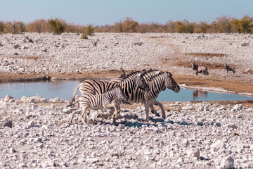 Naklejka na ściany i meble Zebras in Etosha National Park, Namibia