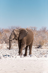 Elephant in Etosha National Park, Namibia