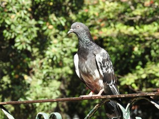A gray pigeon perched on a rusty iron fence in a park with green vegetation in the blurred background. Sunny winter day.