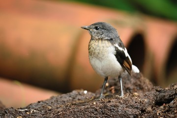 Bird