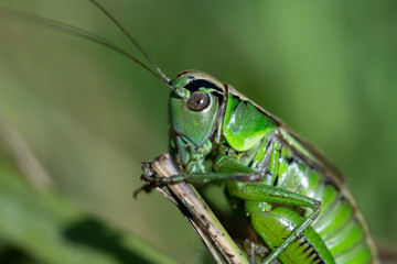 Macro photo of green grasshopper. Summer meadow with insect