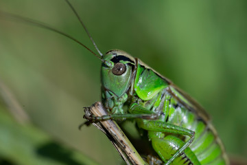 Macro photo of green grasshopper. Summer meadow with insect
