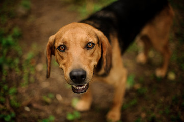 Brown ginger and black dog looking at the camera