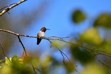 Male Anna's hummingbird perching on the branch.      Burnaby lake BC Canada